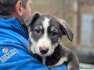 Mixed Breed dogs Flower 💛 - Advert 1