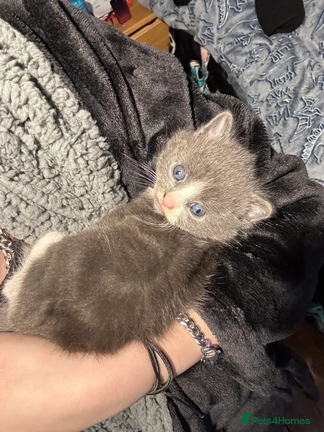 Mixed Breed cats for sale: Mixed breed kittens  - Advert 2