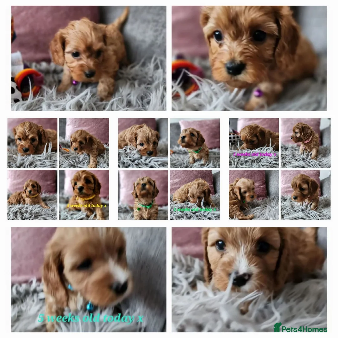 Toy Poodle dogs for stud:  stud toy poodle, KC reg and DNA tested and clear in Gloucester - Advert 16