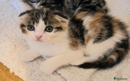 Scottish Fold cats for sale: Beautiful Scottish Folds - Image 1