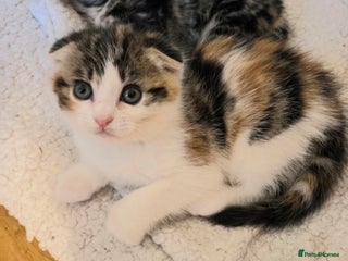 Scottish Fold cats - Advert 34