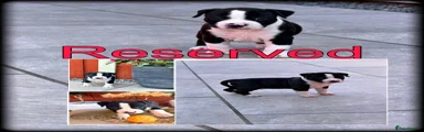 Staffordshire Bull Terrier Puppy 3