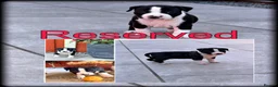 Staffordshire Bull Terrier dogs for sale: Staffordshire Bull Terrier Puppies🎀 🐶 - Advert 10