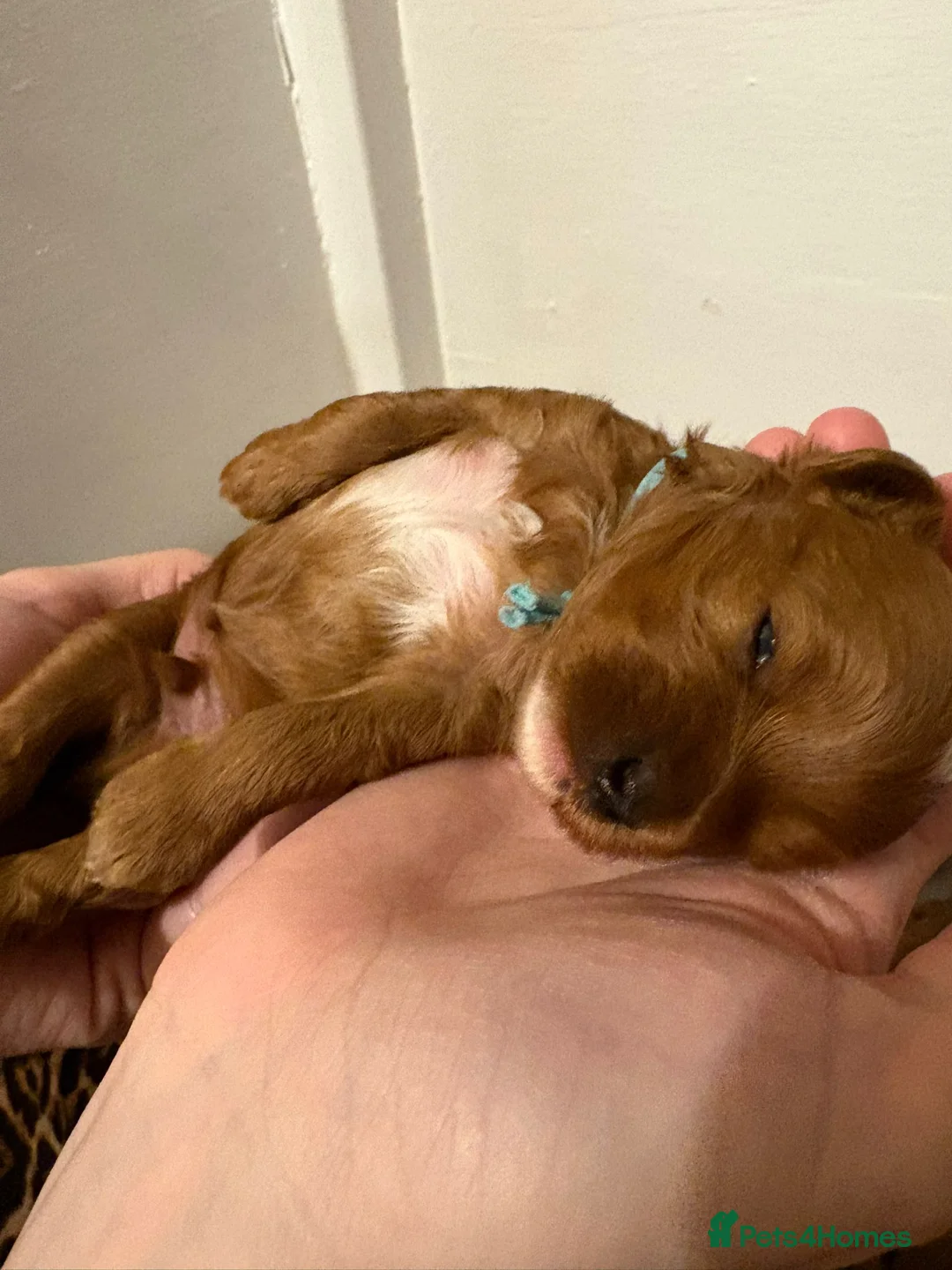 Cavapoo dogs for sale: Small F2 Cavapoo Puppies – Family Raised - Advert 28