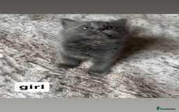 Ragdoll cats for sale: Two Blue Gray Ragdoll & Turkish angora - Image 2