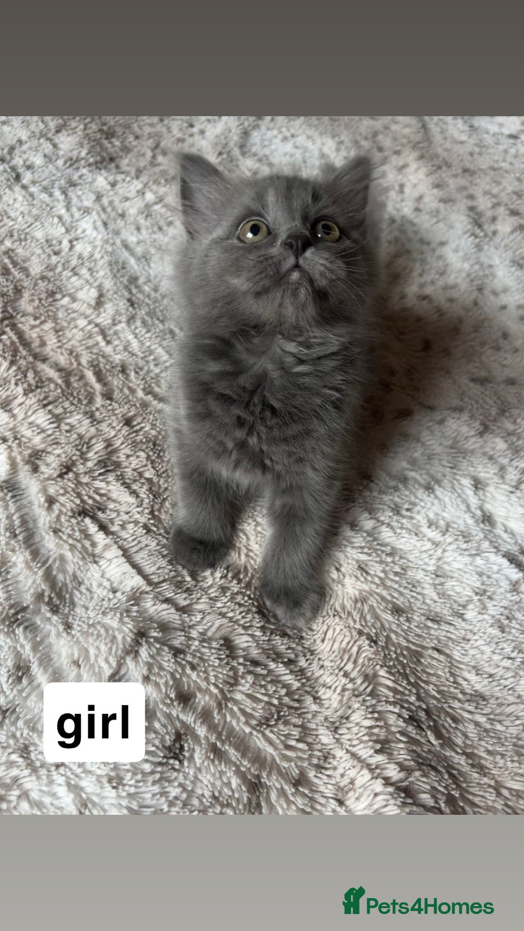 Ragdoll cats for sale: Two Blue Gray Ragdoll & Turkish angora - Image 2