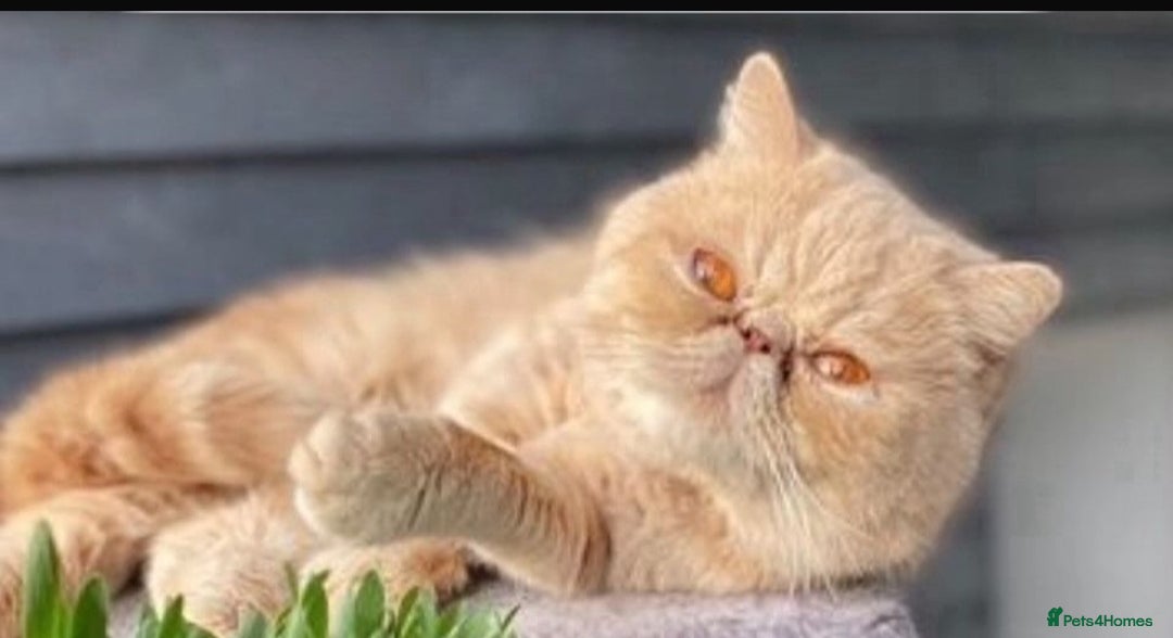 Exotic cats for sale: Superb GCCF Exotic kittens Health Tested parents - Image 21