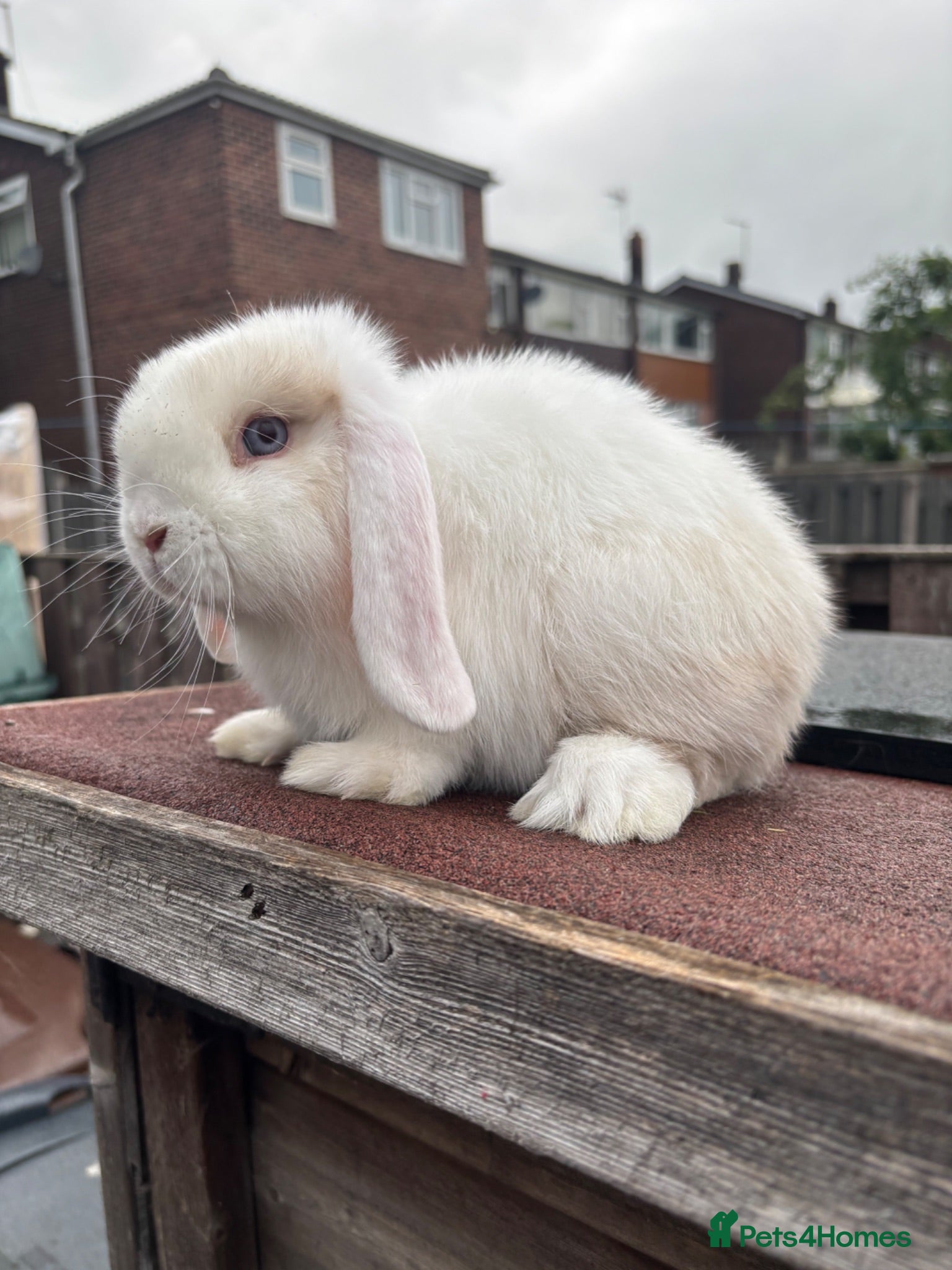 Mini Lop rabbits Mini Lop rabbits Ready to leave  - Advert 2