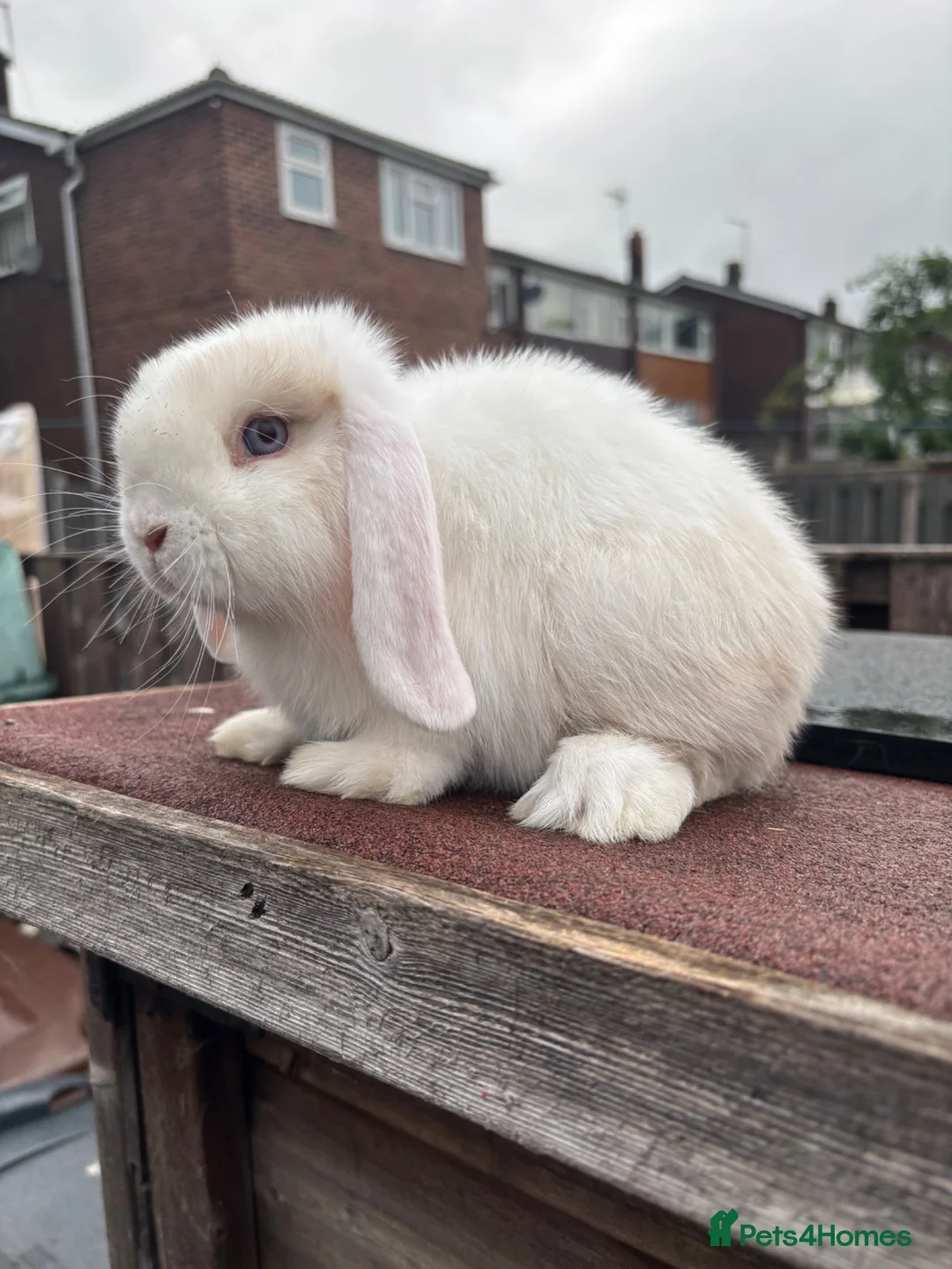Mini Lop rabbits for sale: Mini Lop rabbits Ready to leave  - Advert 1