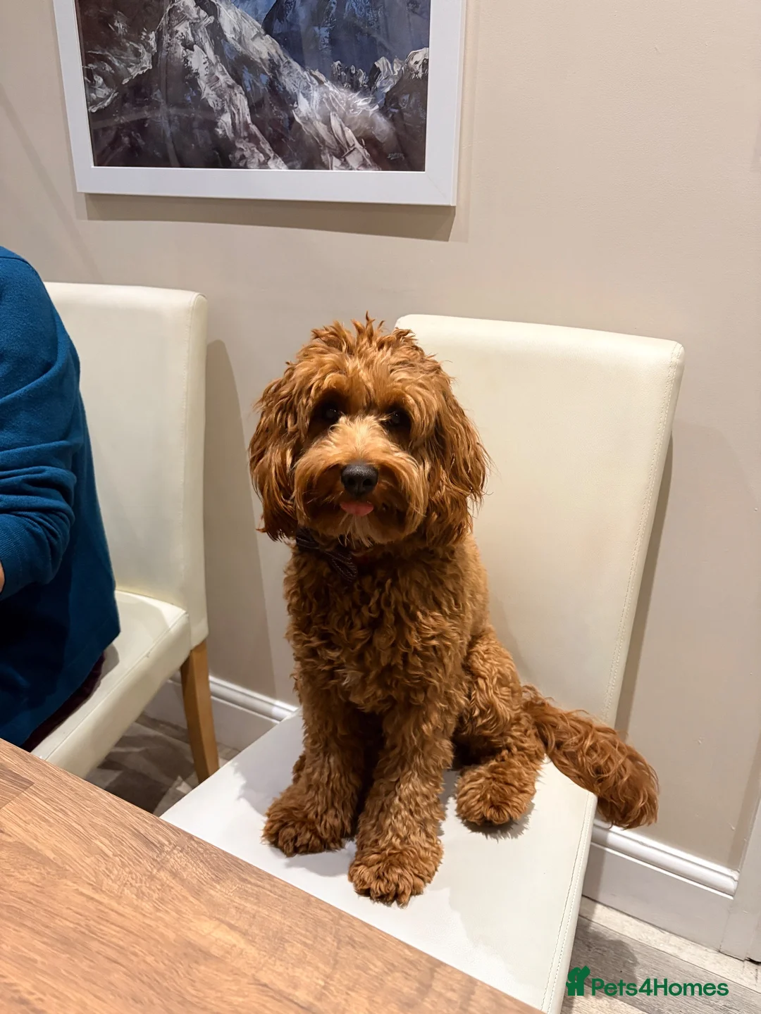 Cavapoo dogs for stud: Cavapoo male for stud only  in Hinckley - Advert 2