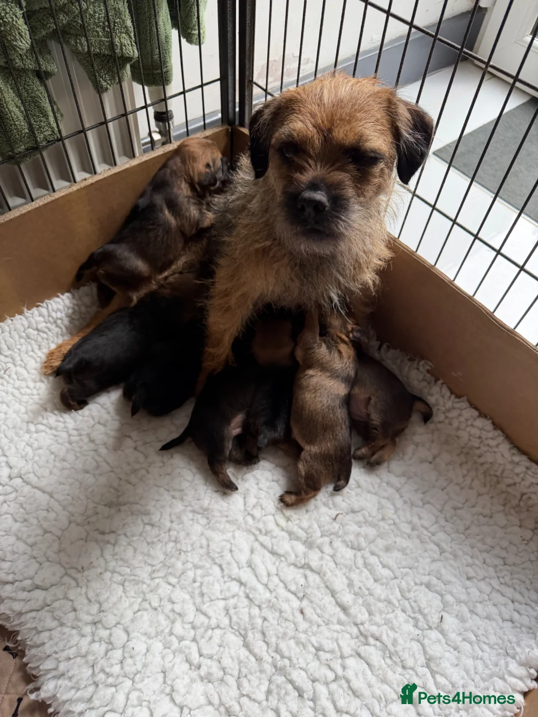 Border Terrier dogs for sale: KC SLEM clear border terriers - Advert 1
