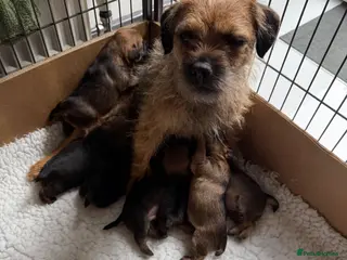 Border Terrier dogs KC SLEM clear border terriers - Advert 10