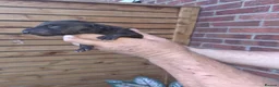 Mixed Breed dogs for sale: Bedlington Whippets in Abergavenny - Advert 14