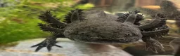 Axolotl reptiles for sale: Axolotl Babies - updated pictures!!  - Advert 5
