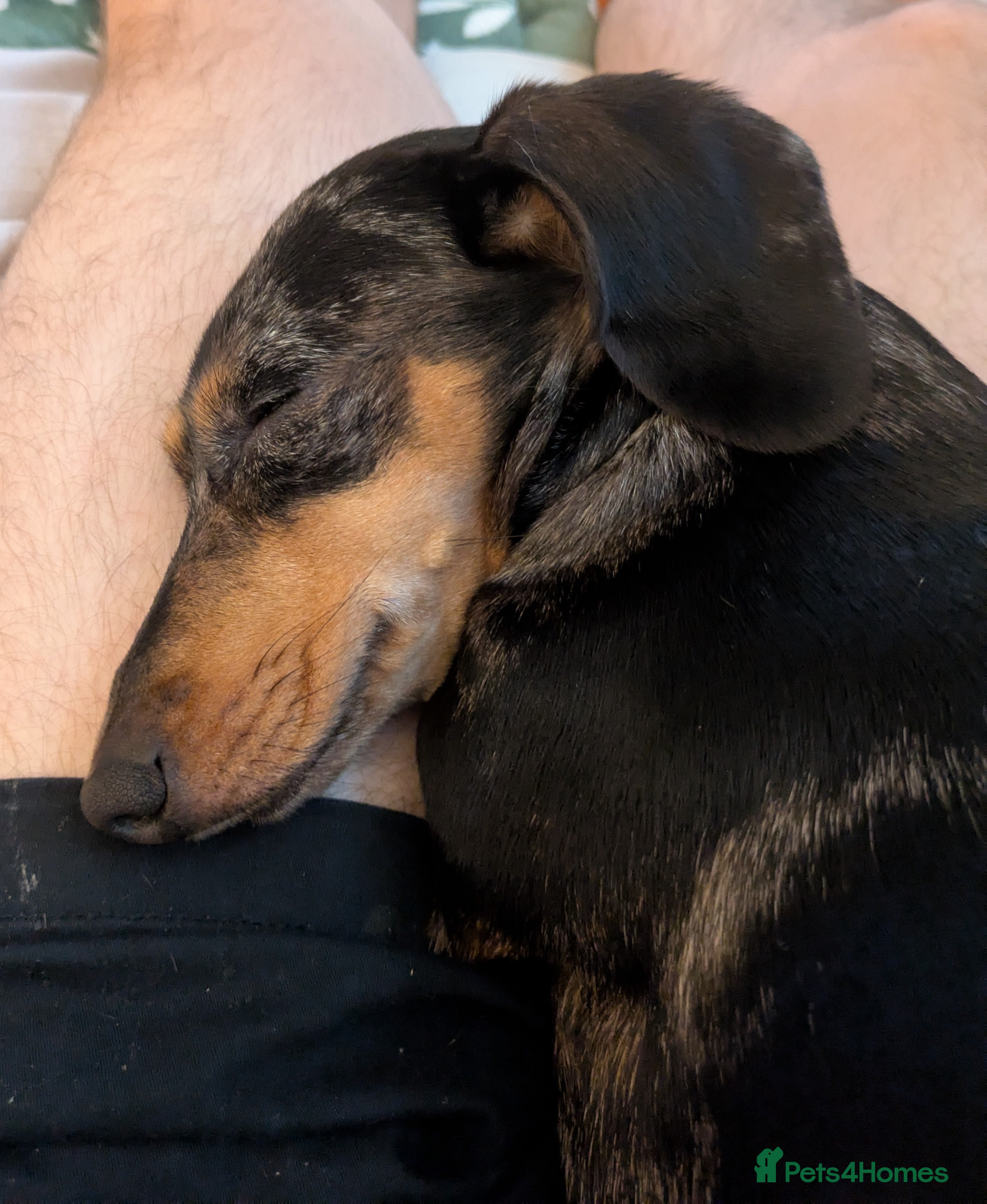 Miniature Dachshund dogs MINNIE 4yr old mini Dachshund - Advert 1