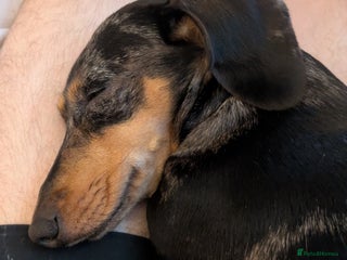 Miniature Dachshund dogs - Advert 4