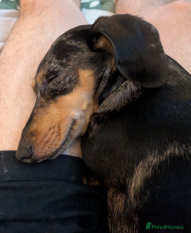 Miniature Dachshund dogs MINNIE 4yr old mini Dachshund - Advert 1