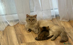 Munchkin cats for sale: Golden with white minute - Image 3