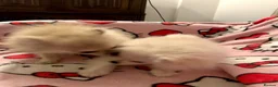 Pomeranian dogs for sale: 2 Beautiful Boy Pomeranian Puppies in Esher - Advert 2