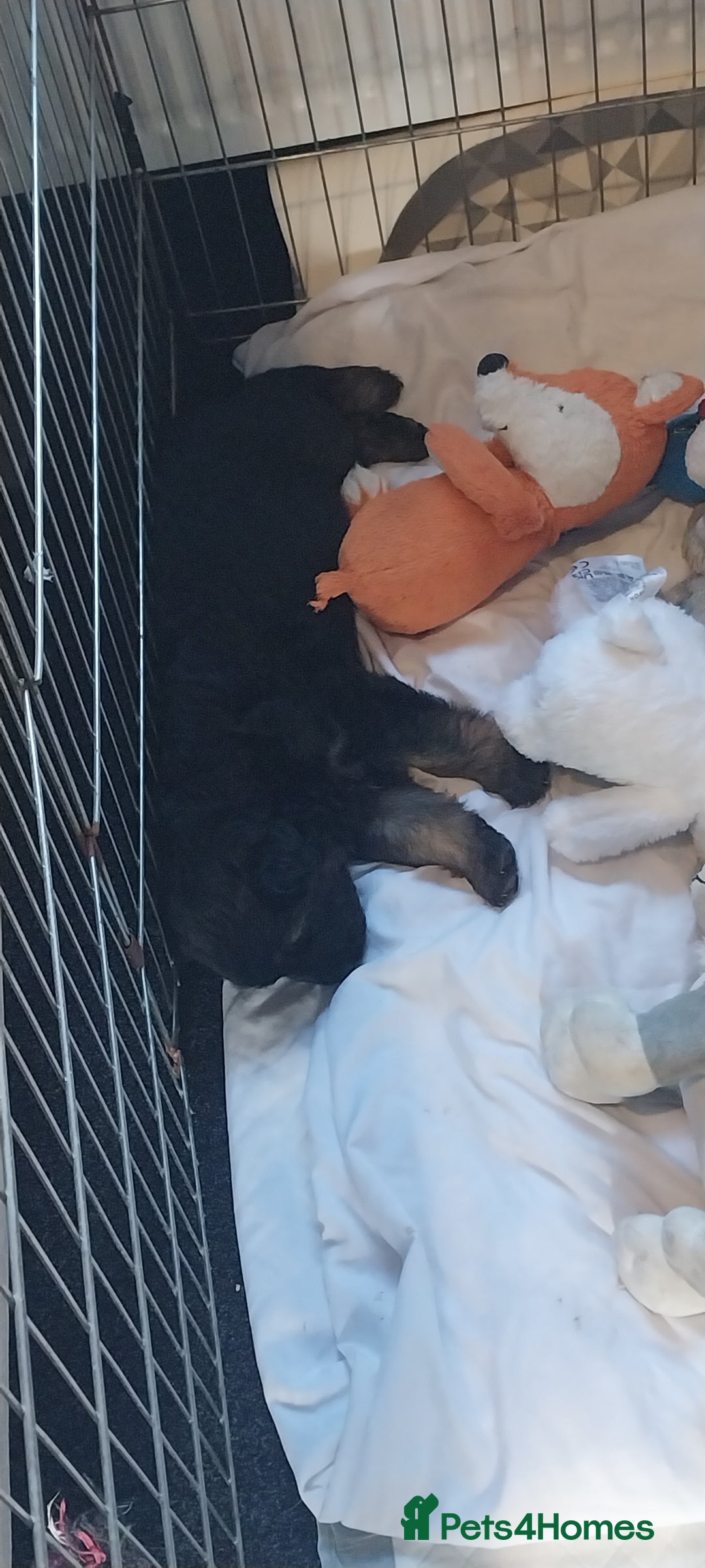 German Shepherd dogs for sale: 2 boy german shepherd puppy's  - Advert 4