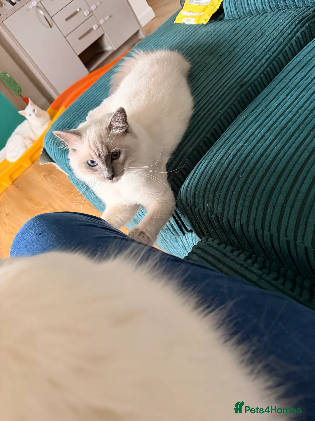 Ragdoll cats for sale: GCCF Active Ragdoll Male  - Advert 2
