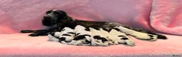 Cocker Spaniel dogs for sale: Very Handsome Blue Roan Cocker Spaniel Male Puppy - Advert 10