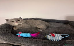British Shorthair cats for sale:  💖Rare Colors British Shorthair Kittens💖 - Image 3