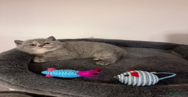 British Shorthair cats - Advert 6