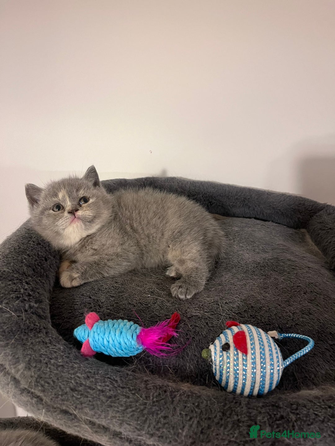 British Shorthair cats for sale:  💖Rare Colors British Shorthair Kittens💖 - Image 3