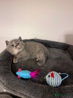 British Shorthair cats - Advert 14