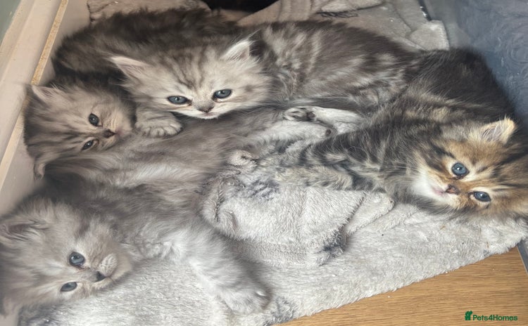 Persian cats - Advert 2