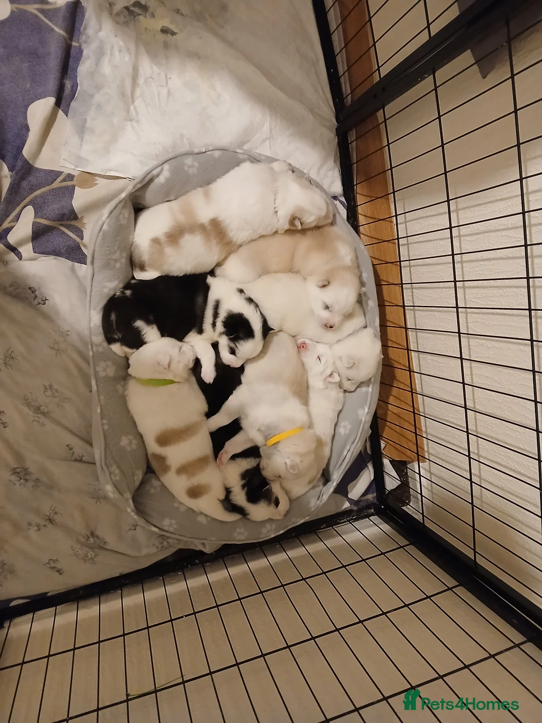 Siberian Husky dogs for sale: 1 SIB HUSKY GIRL LEFT CAN LEAVE 12/02/26 - Advert 4