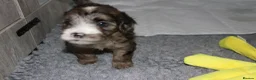 Cockapoo dogs for sale: Flawless cockapoo puppies. - Advert 19