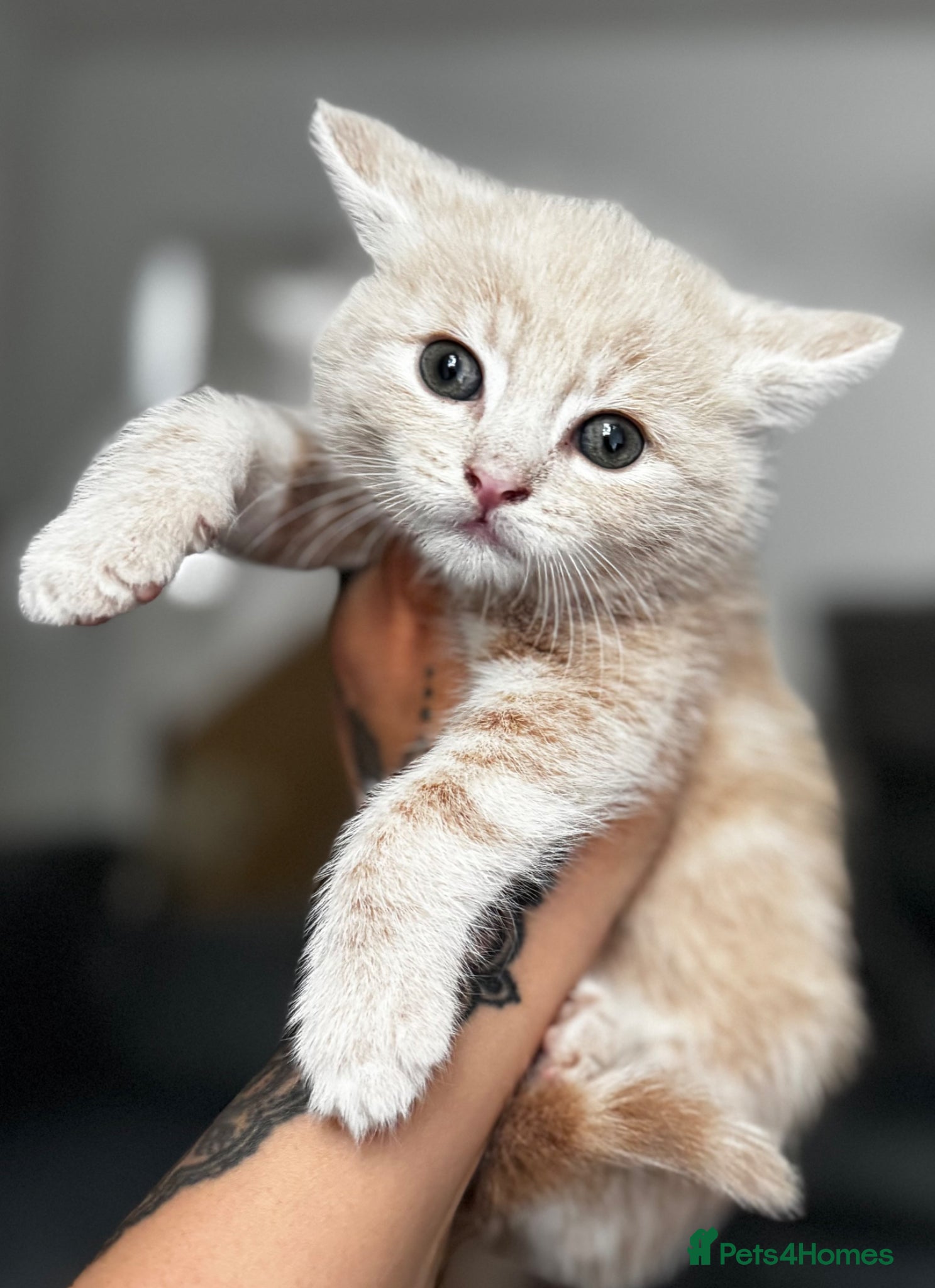 Siberian cats Beautiful siberian with American shorthair - Advert 6