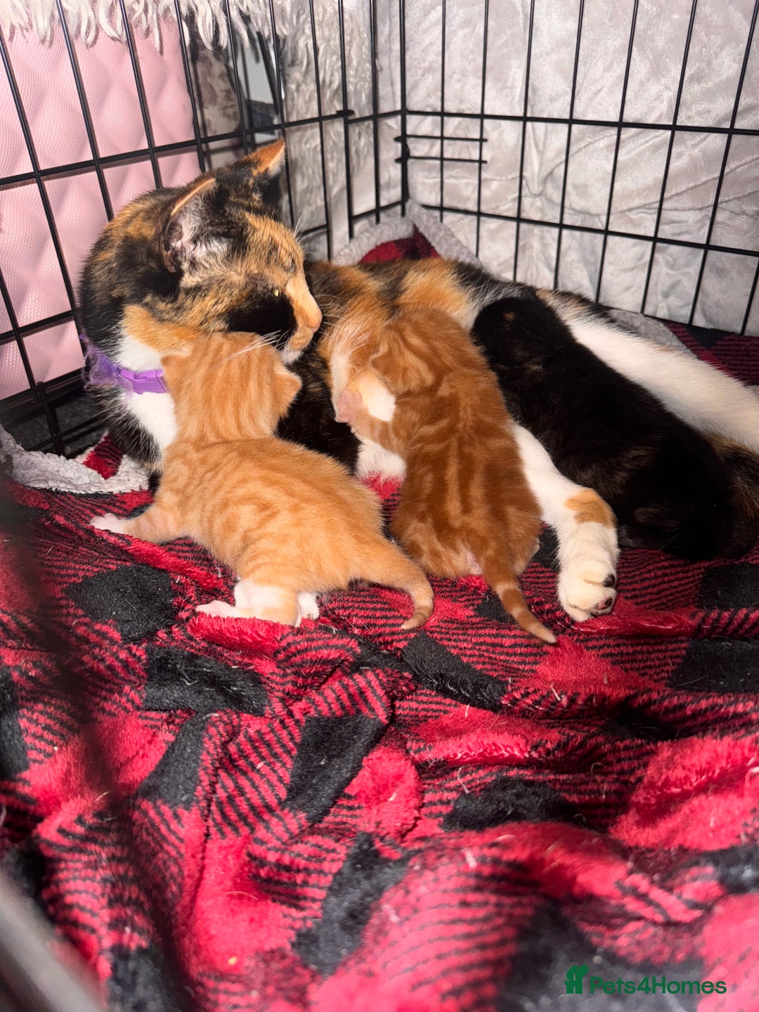 Brazilian Shorthair cats for sale: ***** Beautiful babies ***** - Image 6