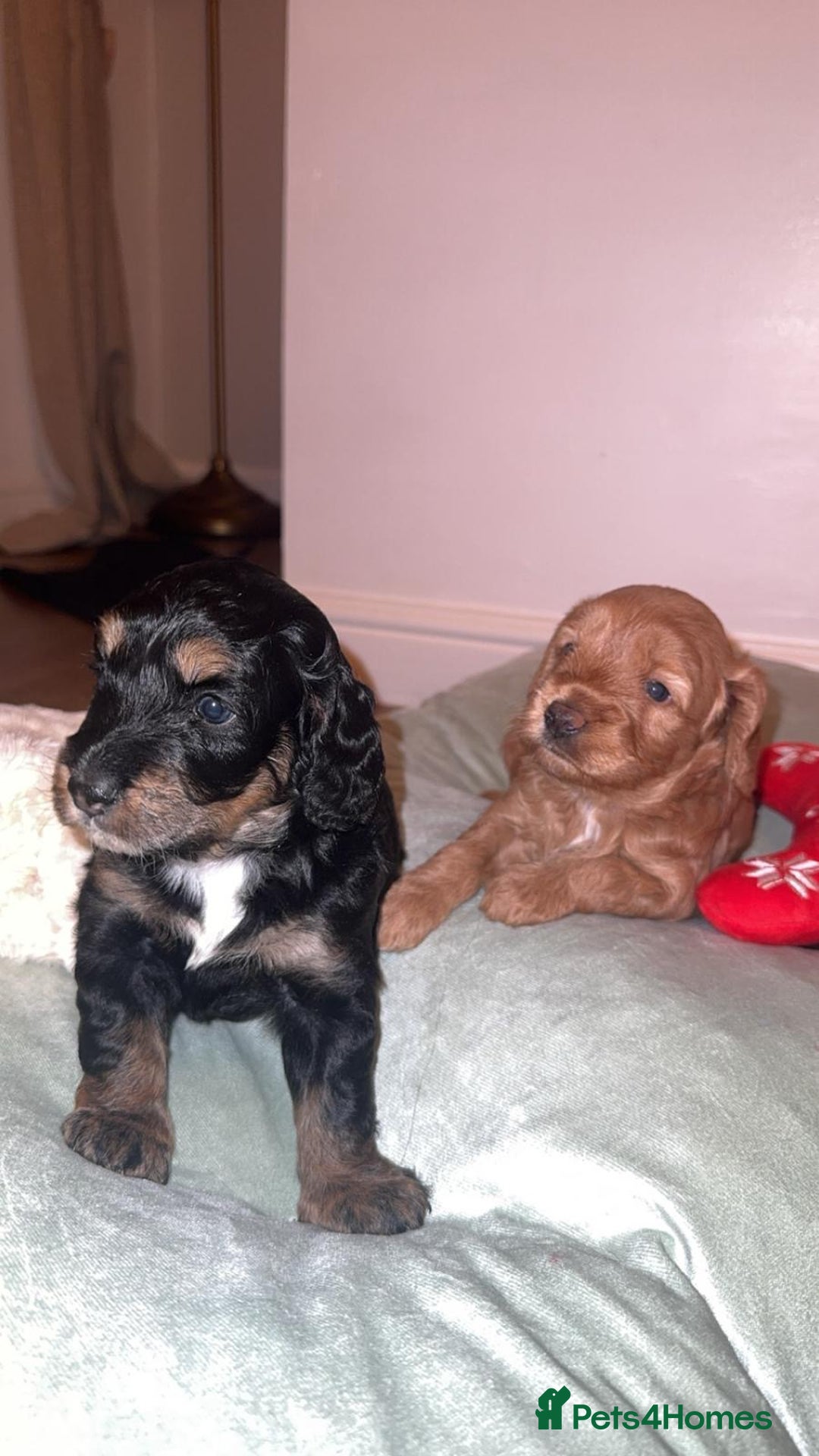 Cockapoo dogs for sale: CHAMPION COCKAPOO - Advert 19