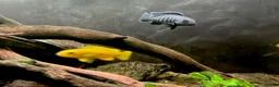 Cichlids fish for sale: Chindongo saulosi - Advert 1