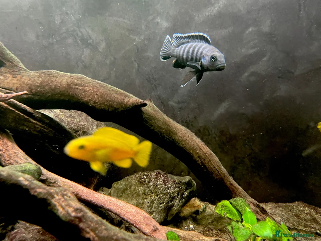 Cichlids fish for sale: Chindongo saulosi - Advert 1