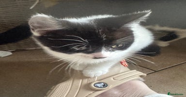 Mixed Breed cats - Advert 4