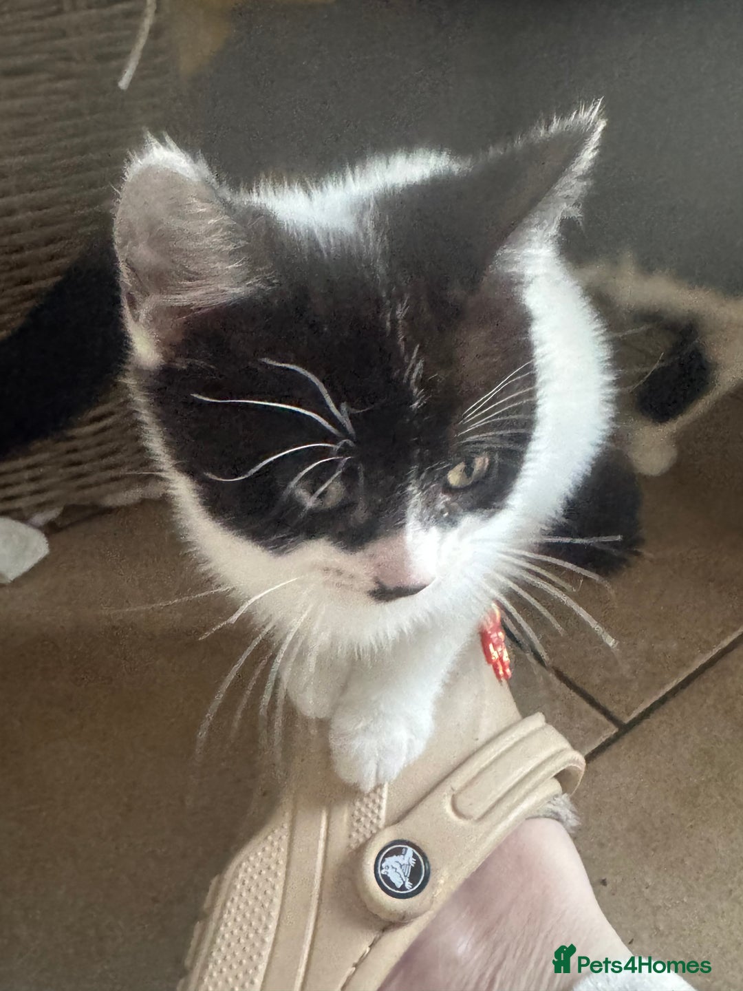 Mixed Breed cats for sale: 3 kittens looking for forever homes  - Image 3