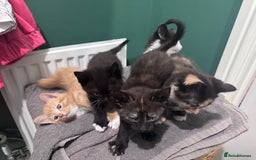 Mixed Breed cats for sale: Sweet kittens 😻 - Image 10