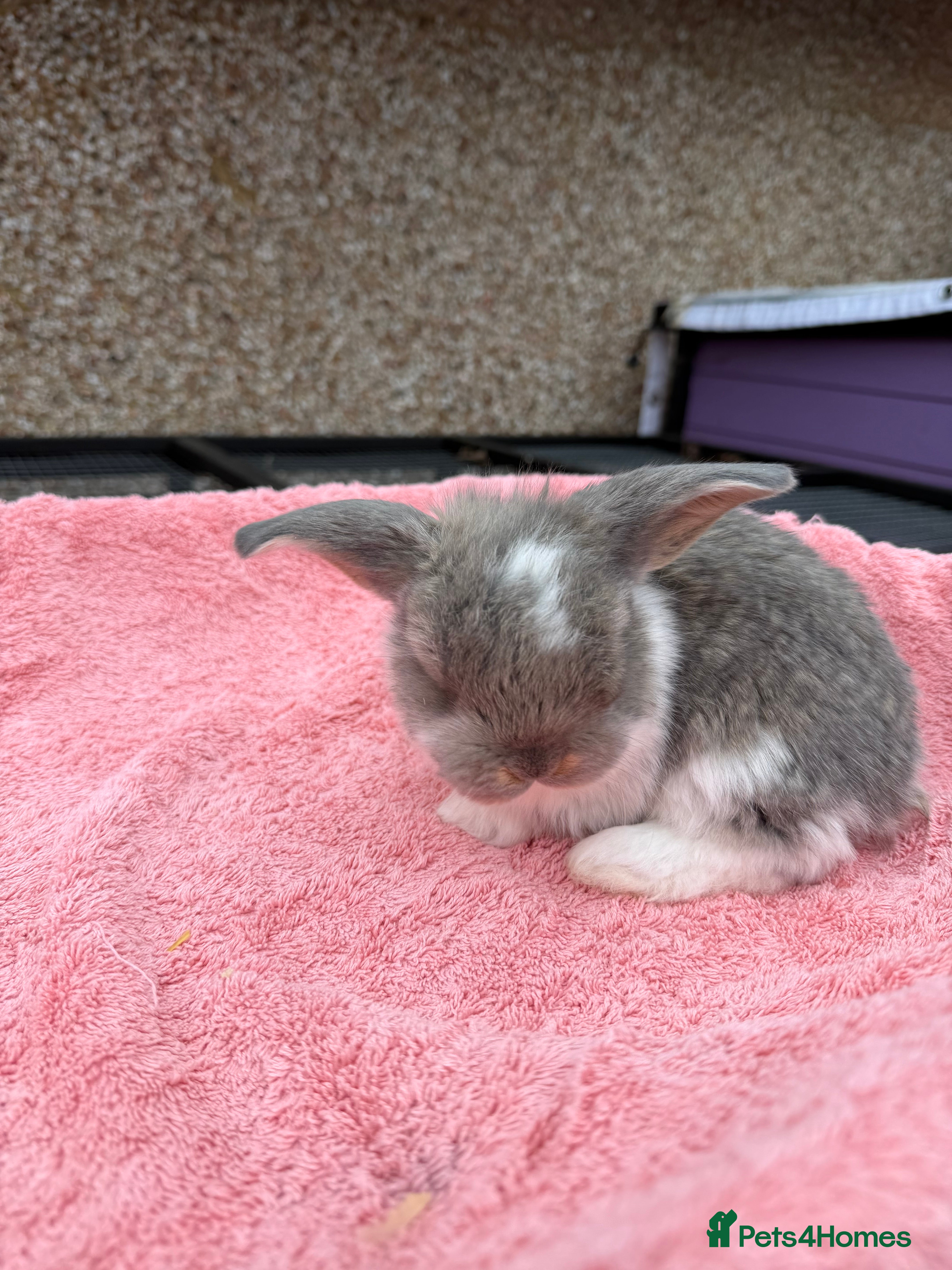 French Lop rabbits French lops  - Advert 2