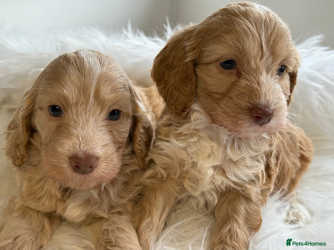 Cockapoo dogs for sale: F1 Cockapoo’s  - Image 4