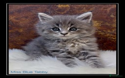 Maine Coon cats for sale: Championship bloodline GCCF Maine Coon kittens - Image 8