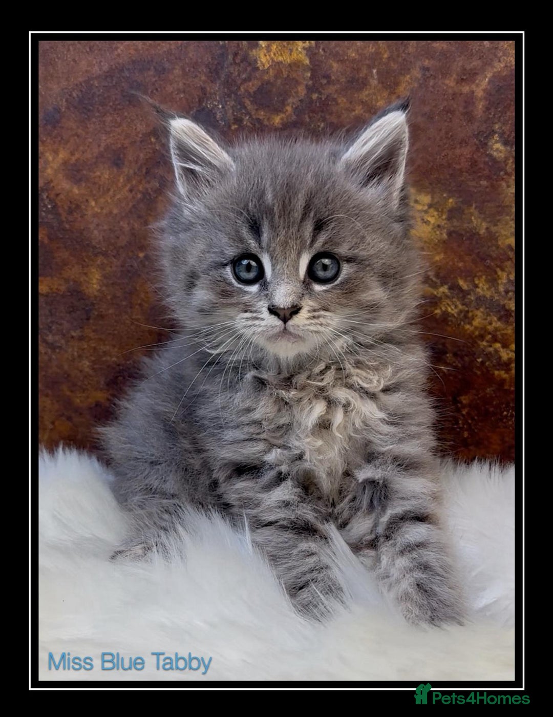 Maine Coon cats for sale: Championship bloodline GCCF Maine Coon kittens - Image 8