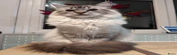 Ragdoll cats for sale: GCCF Full Pedigree Ragdoll Kittens  - Advert 2