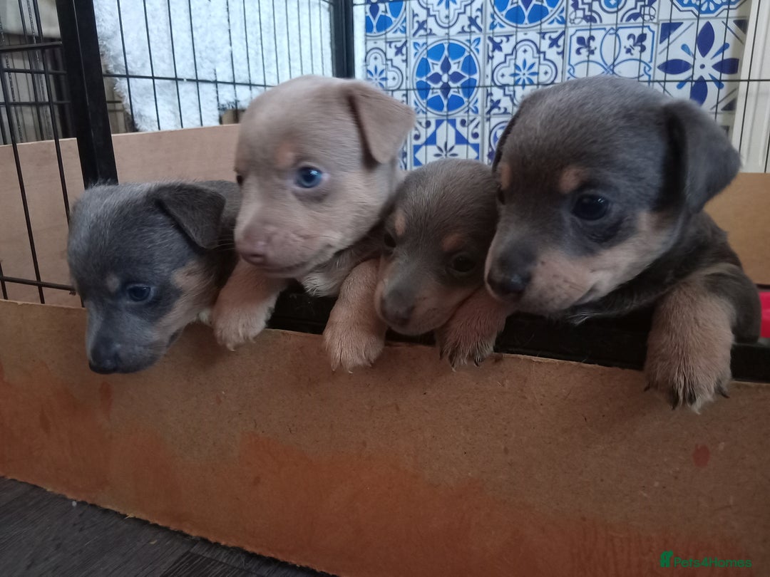 Jack Russell dogs for sale: Lilac/Blue Jack Russell puppies  in Hornchurch - Image 5