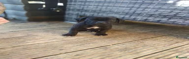 Cane Corso 7