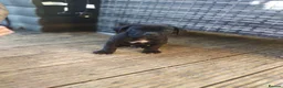 Cane Corso dogs for sale: Cane Corso Puppies for sale  in Hull - Advert 31
