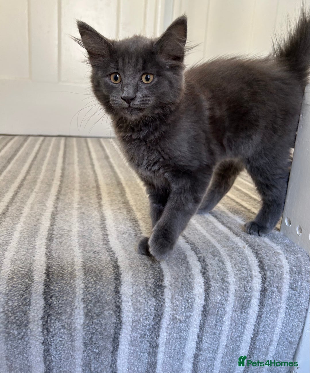 Russian Blue cats for sale: Charming Blue Boys - Image 2